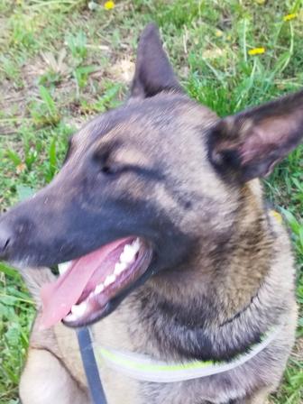 Отдам Бельгийскую овчарку