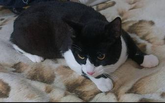 Отдам в добрые заботливые руки