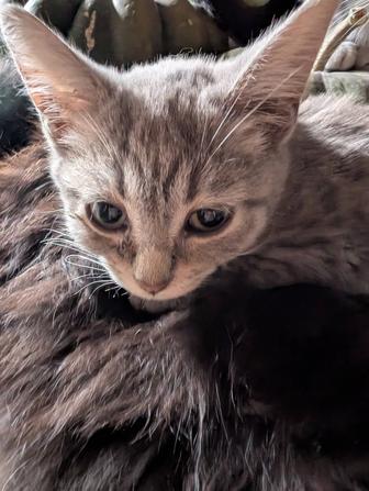 Отдам кошку