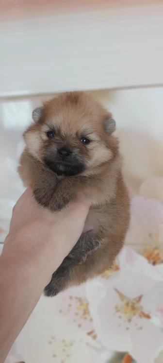 Щенки шпица