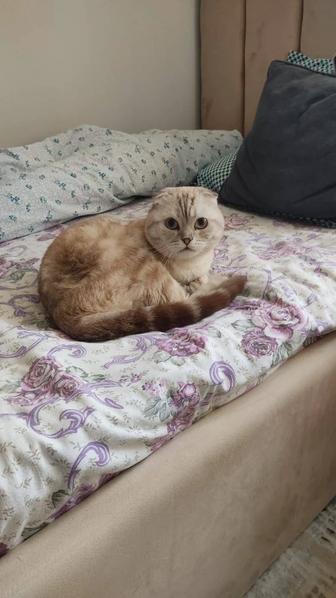 Отдам кота в хорошие руки