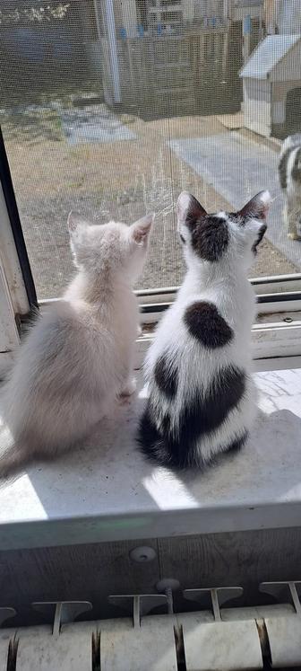 Отдам котенка 1,5 месяца