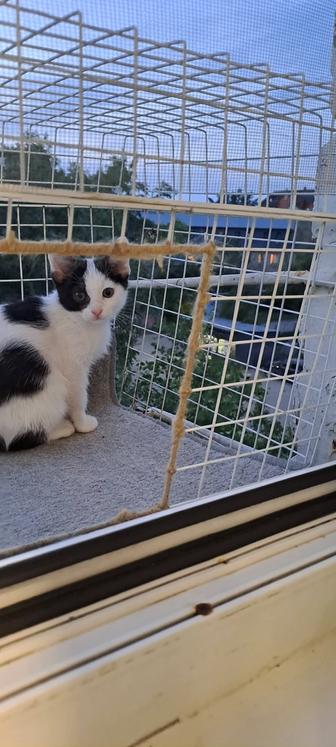 Отдам котенка 2 месяца