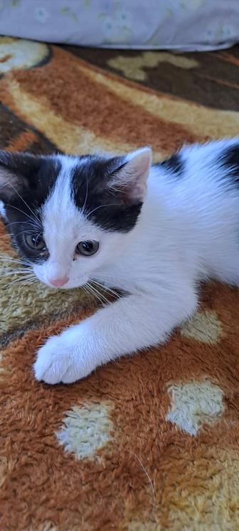 Отдам котенка 3 месяца