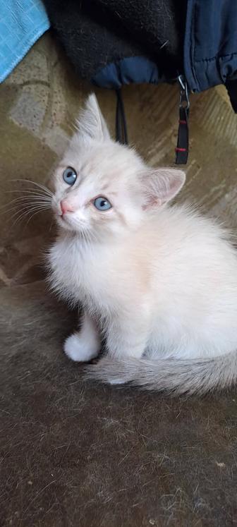 Отдам котят 40 дней