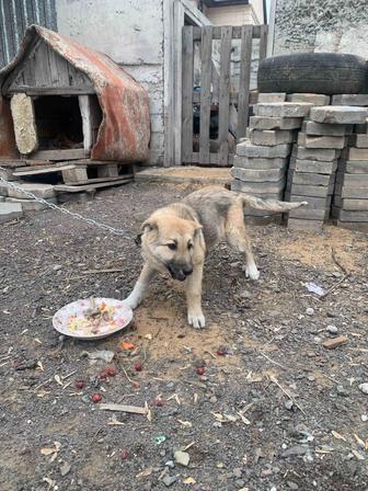 Немецкая овчарка