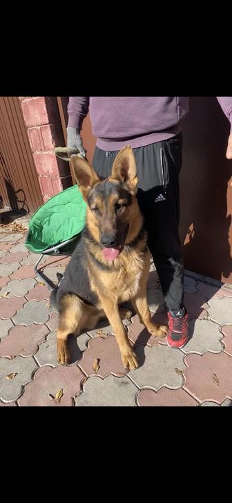 Продам немецкую овчарку