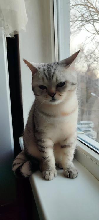 Шотландский короткошерстный