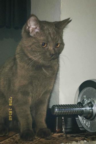 Кошка с 3 котятами