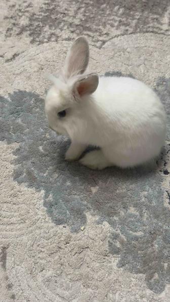 Декоративный кролик