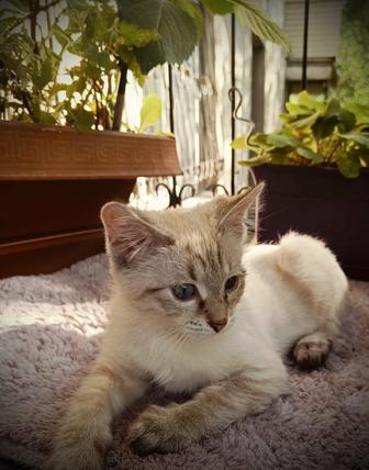 Котенок в добрые руки