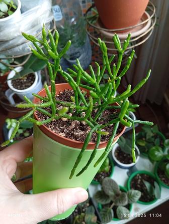 Продам отростки комнатных растений