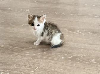 Котенок мальчик ищет хозяев