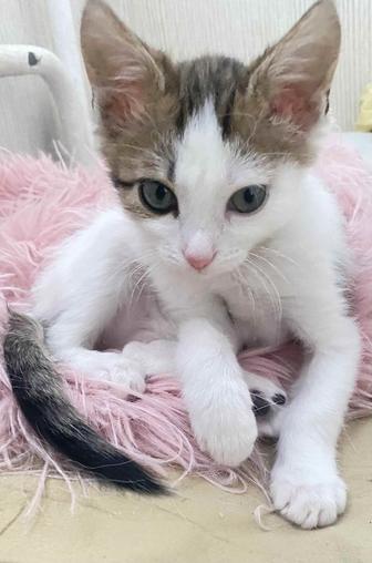 Котенок мальчик ищет хозяев