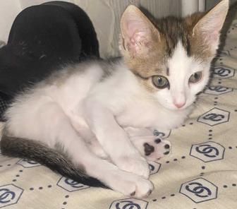 Котенок мальчик ищет хозяев