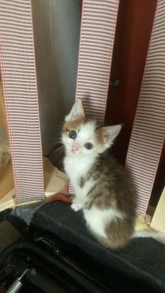 Котенок мальчик ищет хозяев