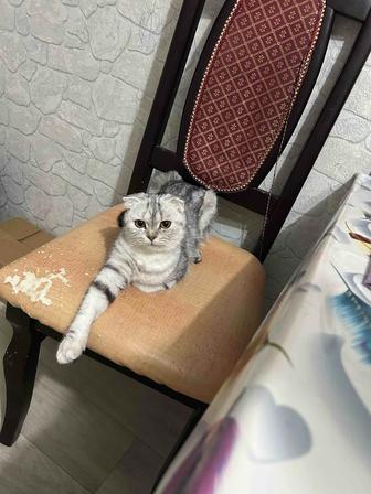 Отдам кошечку стерилизована