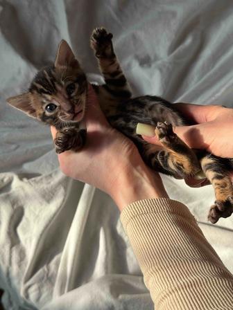 бенгальский котенок