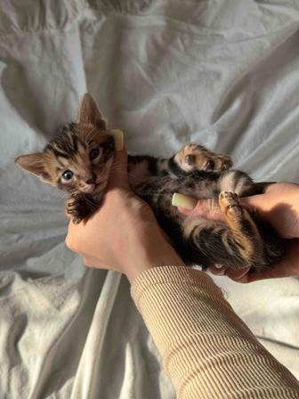 бенгальский котенок