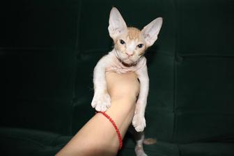 Котенок сфинкс