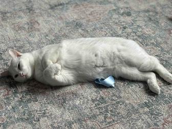 Отдам кота в добрые руки