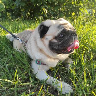 Выгул собак