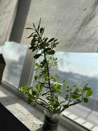 Комнатное растение молочай цветущий