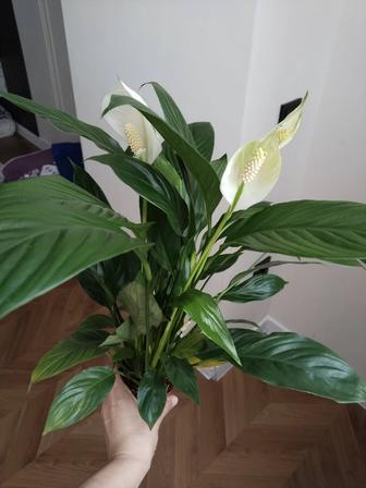 Spathiphyllum Sweet Silvio