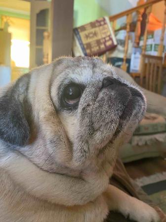 Передержка домашних животных