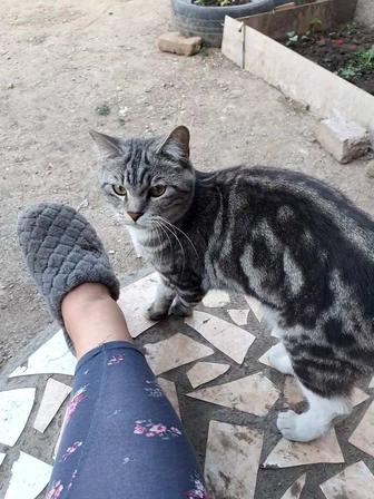 Пропал кот Ричард