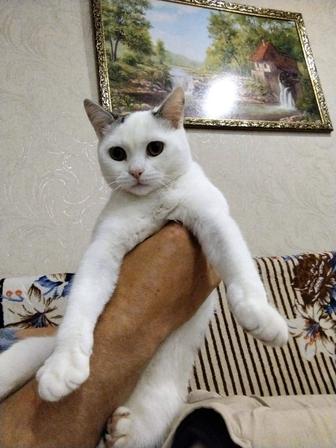Отдам котенка