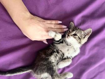 Котенок даром