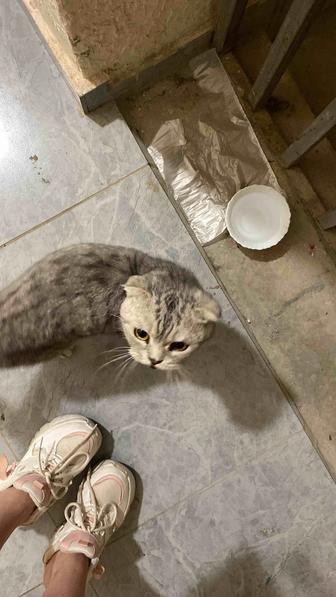 скоттиш фолд, шотландец котенок мальчик
