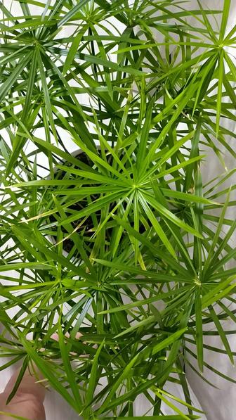 Большой комнатный цветок