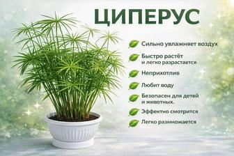 Большой комнатный цветок