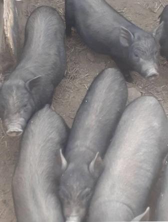 Вьетнамские поросята