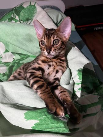 Котенок Бенгальский мальчик