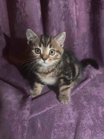 Продам породистых котят