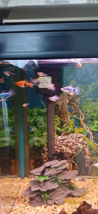 Продам рыбок Моллинезии