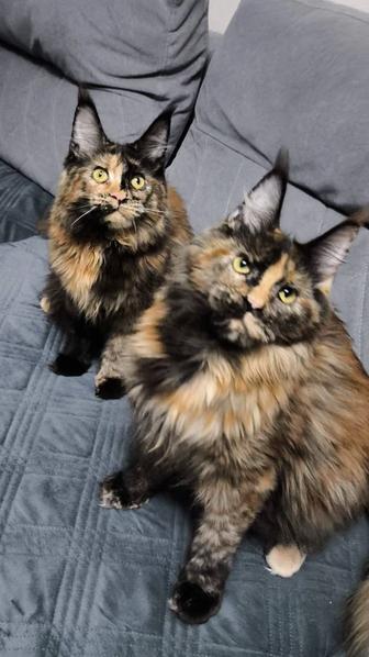 Мейн куны черно красные девочки