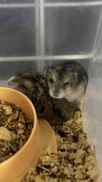 Продам джунгарских хомяков