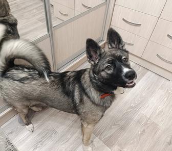 Отдам собаку