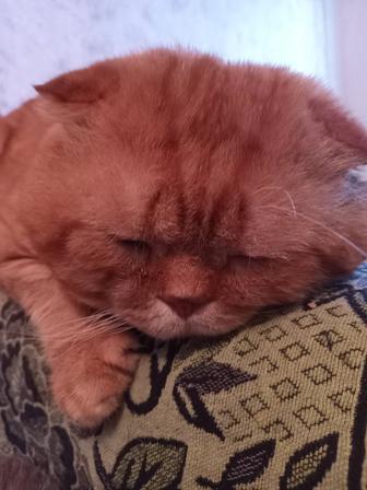 Вязка кота