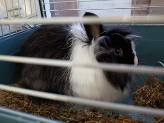 Продам кролика