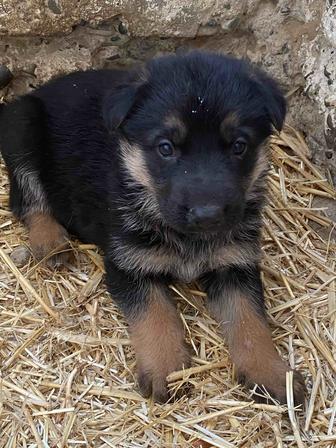 Щенки немецкой овчарки