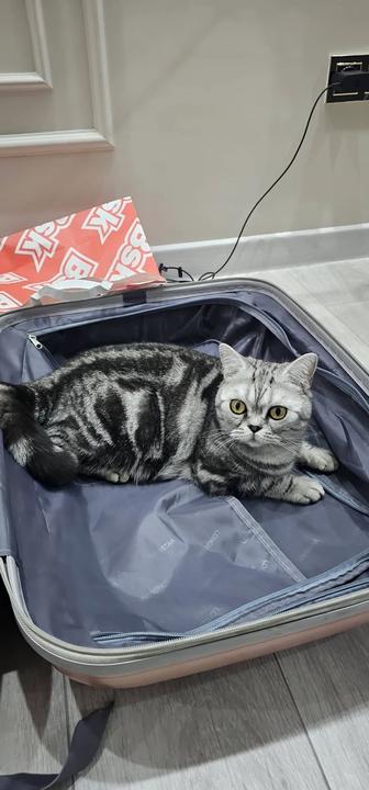 Кошка