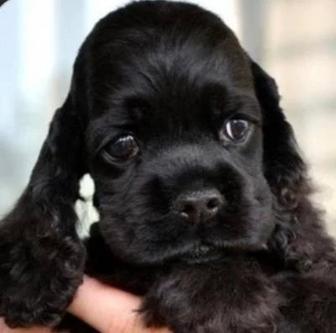 Американский кокер спаниель. Щенки.