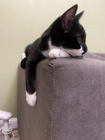 Отдаю кошку в добрые руки