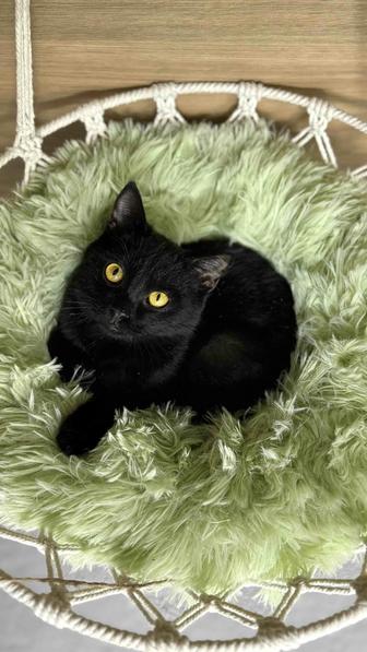 Отдам котёнка в надежные руки, мальчик