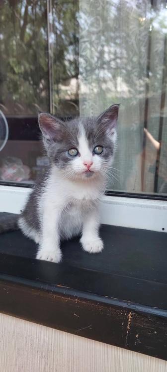 Отдам котенка мальчик